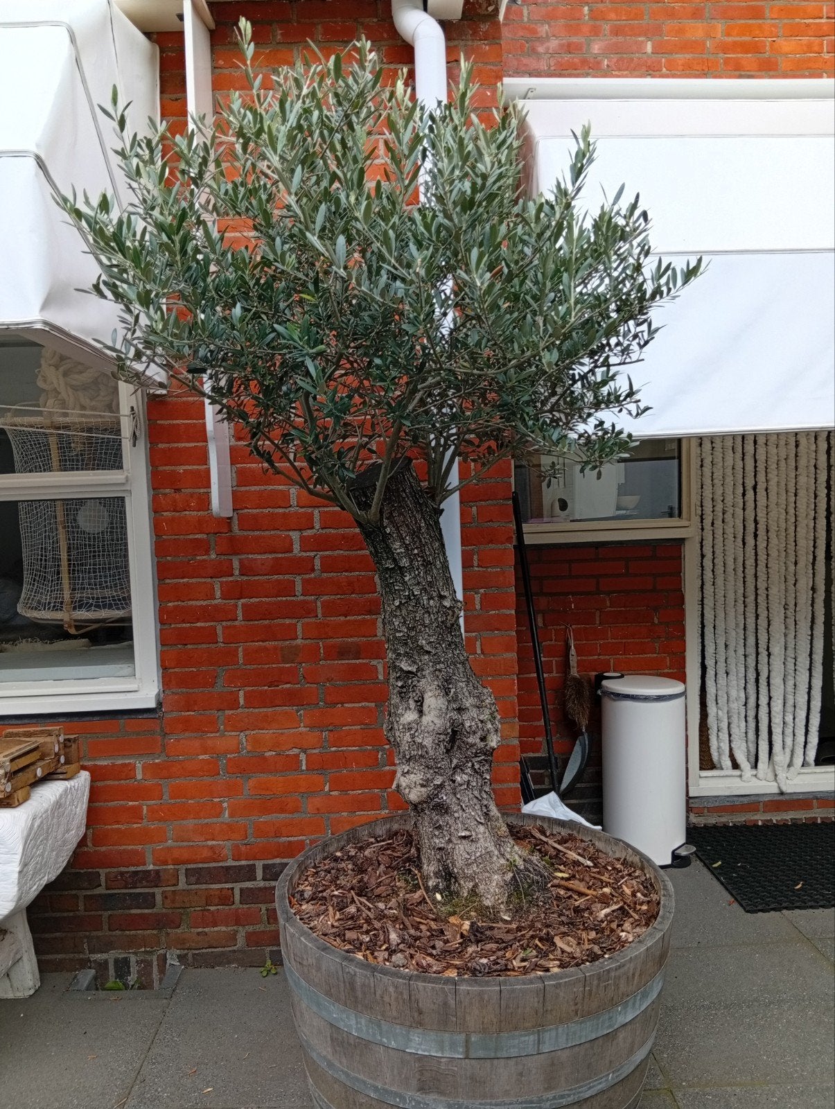 olijfboom in grote Tom op wielen, Bloeit niet, 100 tot 250 cm, Olijfboom, Ophalen