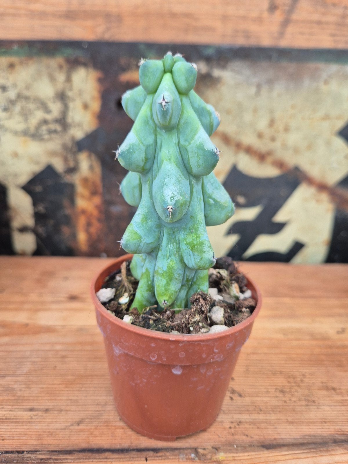Cactus Myrtillocactus geometrizans Fukurokuryuzinboku p7 (6), Ophalen of Verzenden, Cactus, Volle zon, Minder dan 100 cm