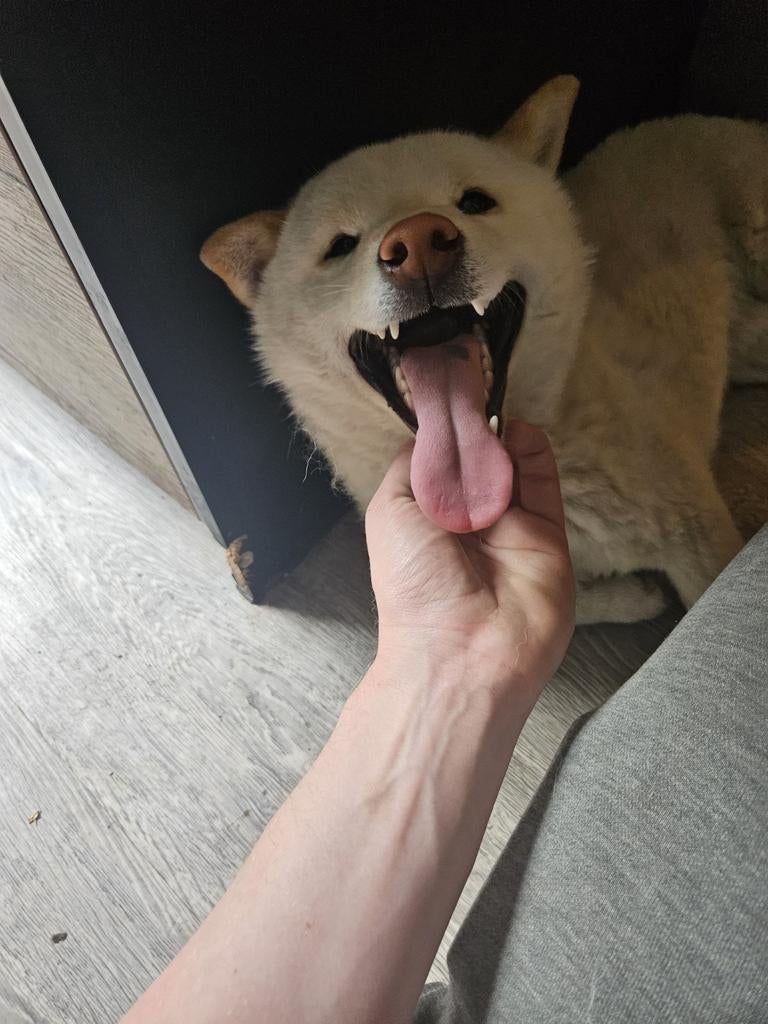 Witte shiba inu, Dieren en Toebehoren, Parvo, Reu, 1 tot 2 jaar, Eén hond