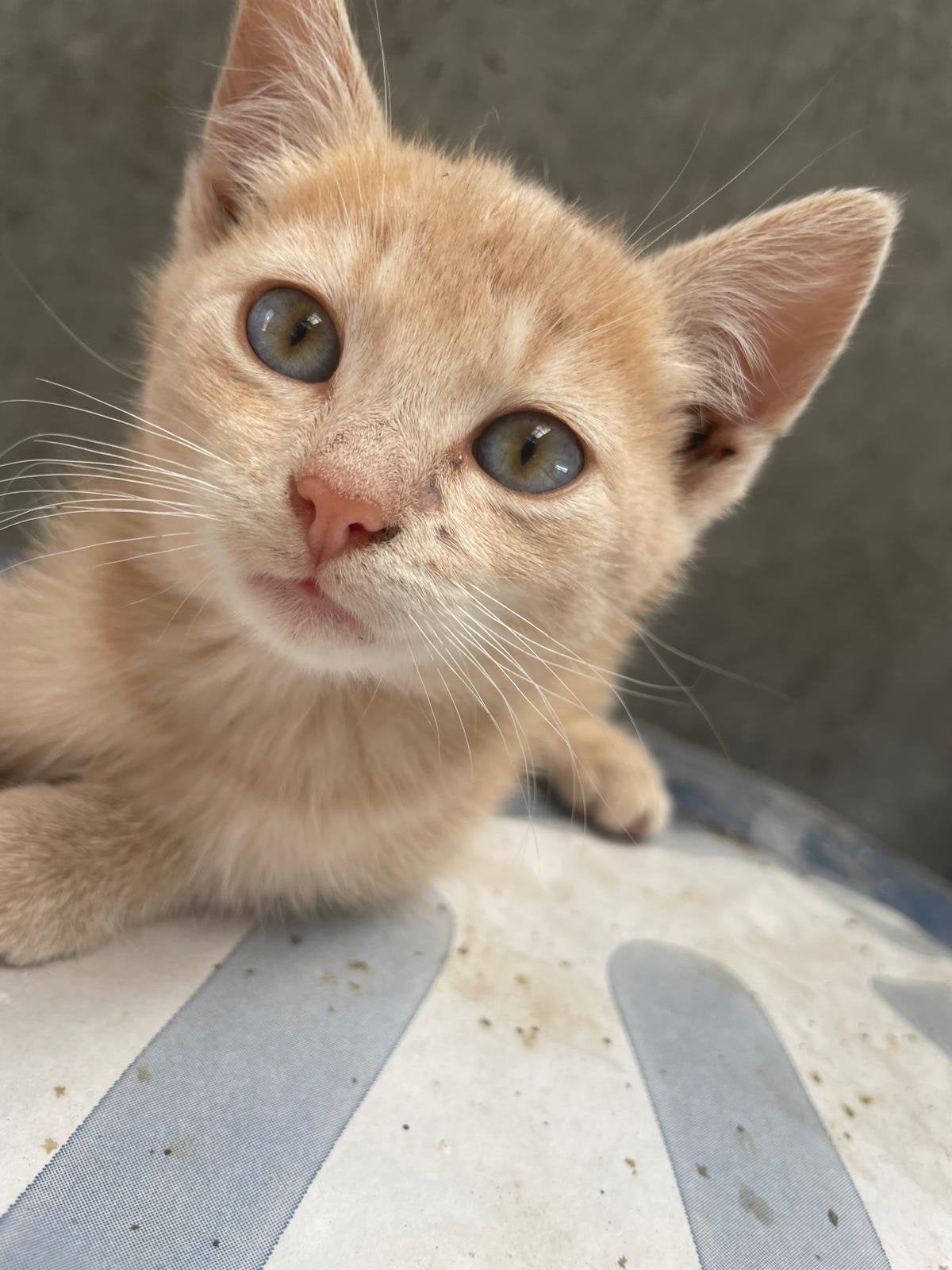 4 mooie kittens