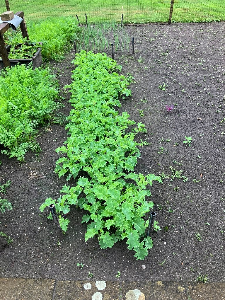 Boerenkool plantjes (onbespoten) voor uw moestuin, Ophalen, Eenjarig, Groenteplanten, Volle zon