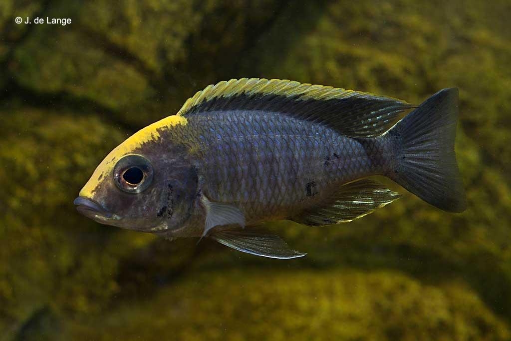 Aulonocara maylandi, Dieren en Toebehoren, Vissen | Aquariumvissen, Vis, Zoetwatervis