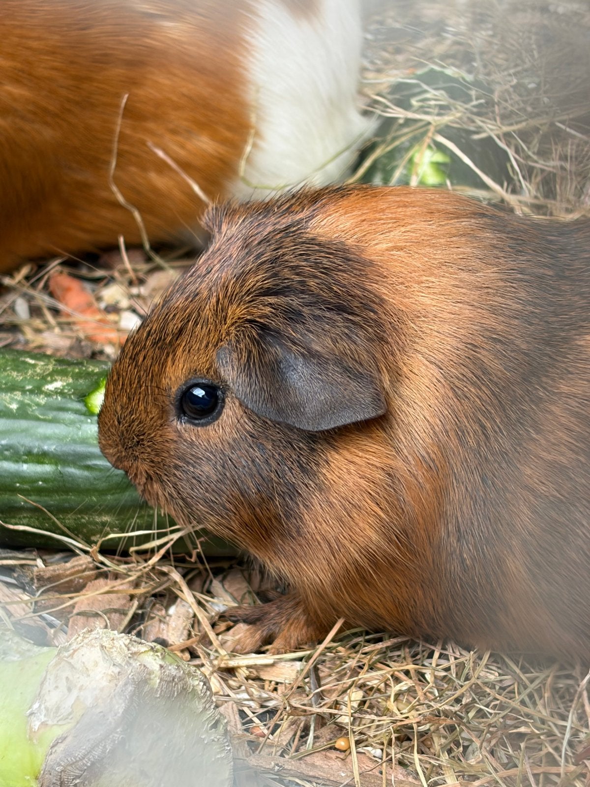 Jonge cavia’s, Augustus, Meerdere dieren, Cavia