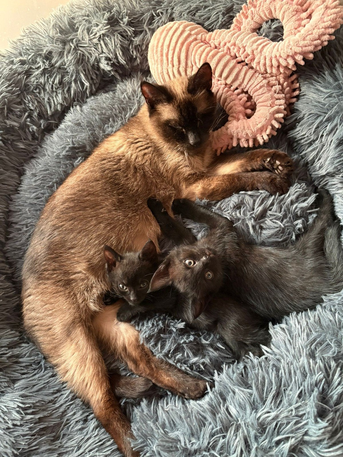 2 prachtige kittens moeder siamees., Kater