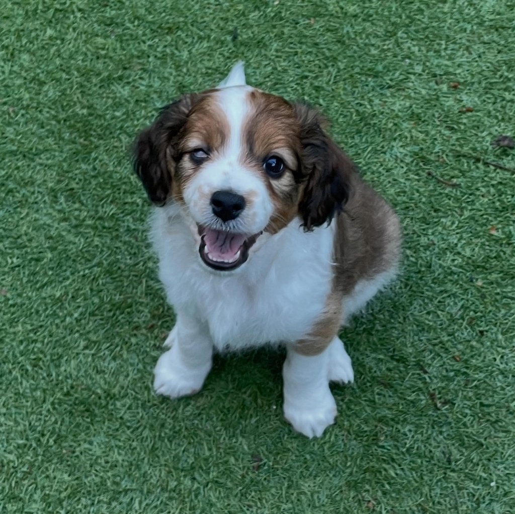 Raszuivere kooiker pup(lees de tekst) Kooikerhondje, Dieren en Toebehoren, Parvo, 8 tot 15 weken, Eén hond, Nederland