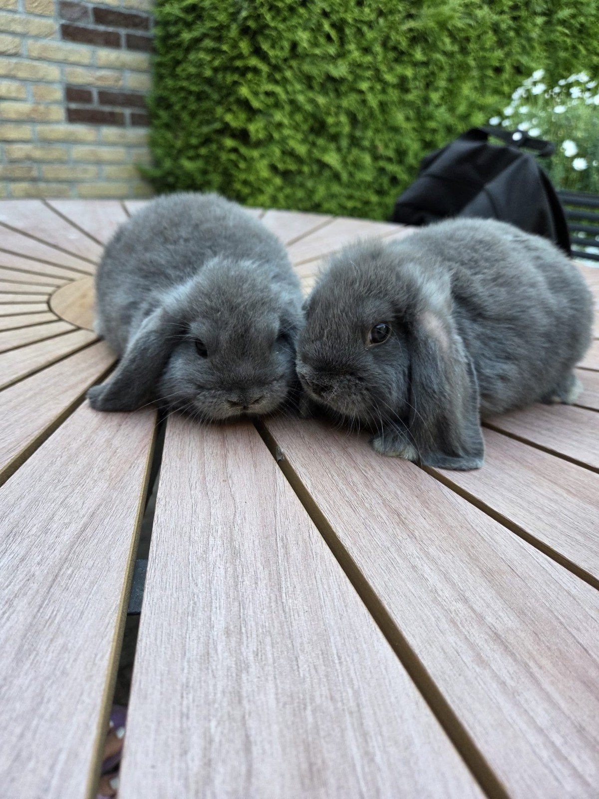 NHD konijn, Dieren en Toebehoren, Konijnen, Dwerg, Mannelijk, 0 tot 2 jaar, Hangoor
