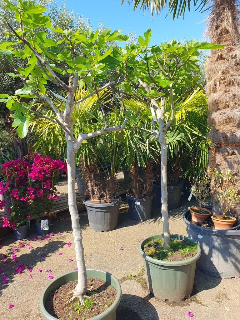 Vijgenbomen, Tuin en Terras, Ophalen, Zomer, Volle zon, Overige soorten