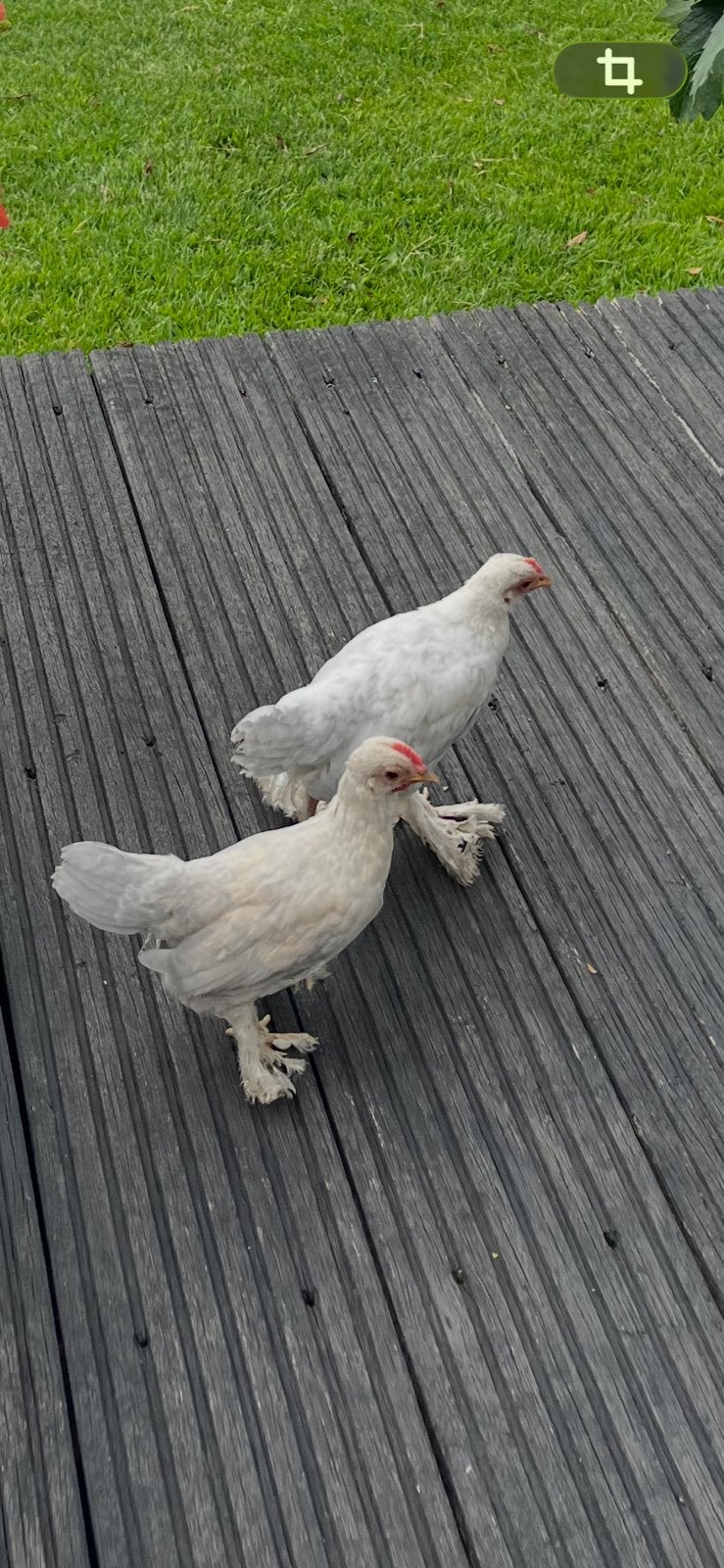 2 sabelpoot kriel haantjes isabel porcelein, Dieren en Toebehoren, Pluimvee, Mannelijk, Kip