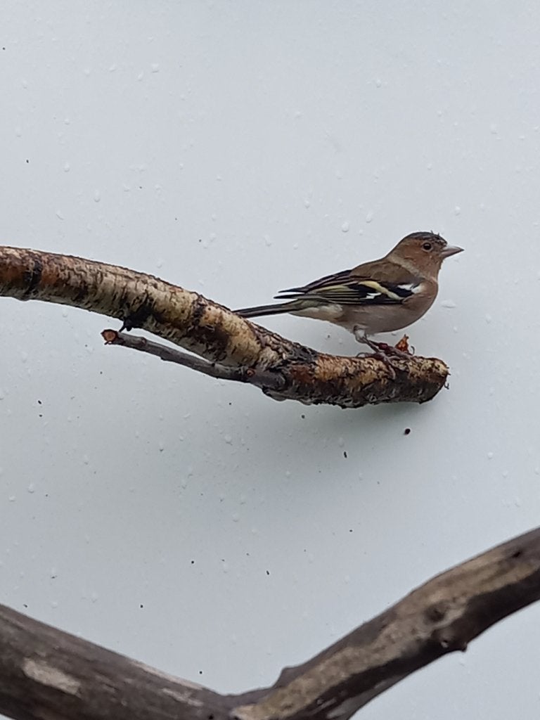 Botvink man, Mannelijk, Wildzangvogel, Geringd