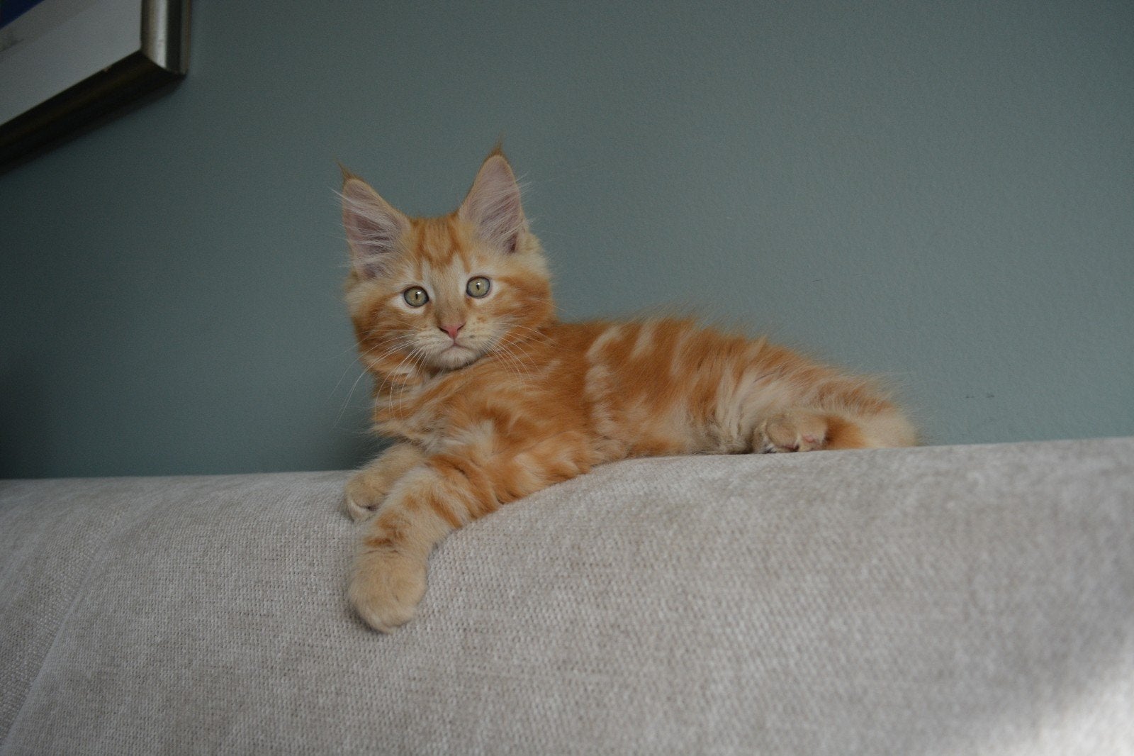 6 kittens, Dieren en Toebehoren, Meerdere dieren