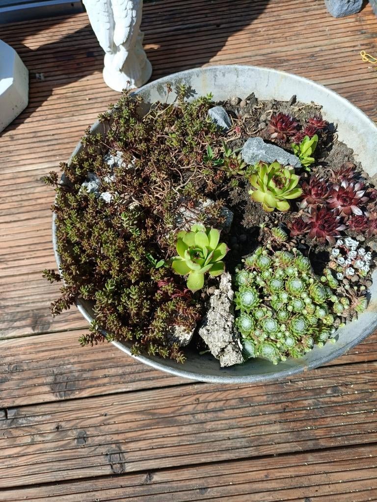 Mooie  metalen schaal met sedum, Ophalen, Overige soorten, Volle zon