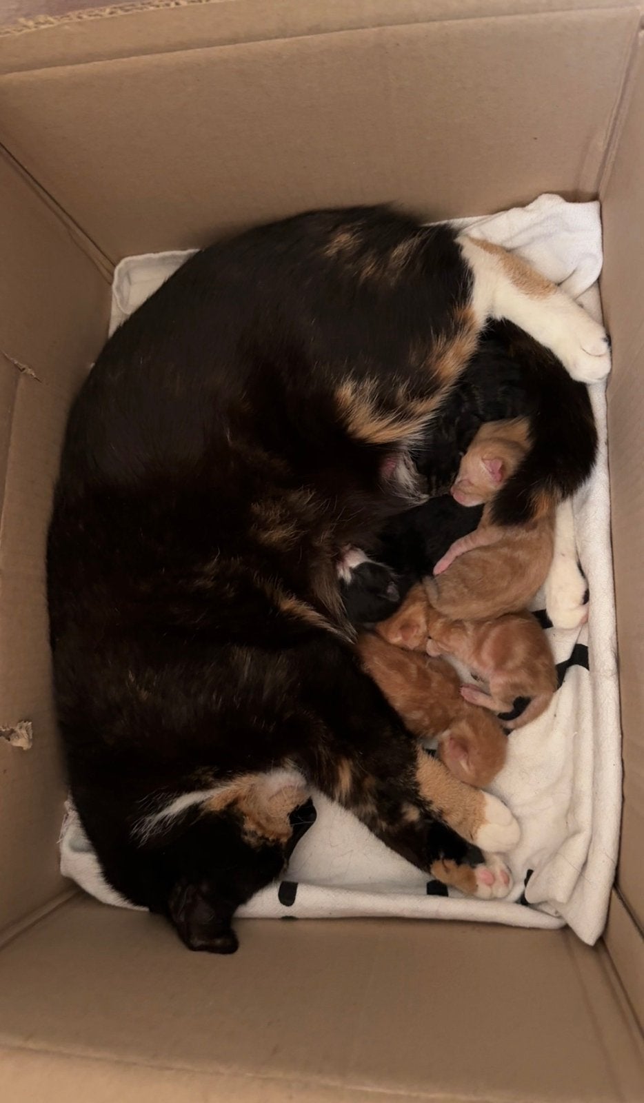 Prachtige kittens te koop, Dieren en Toebehoren, Katten en Kittens | Overige Katten, Meerdere dieren