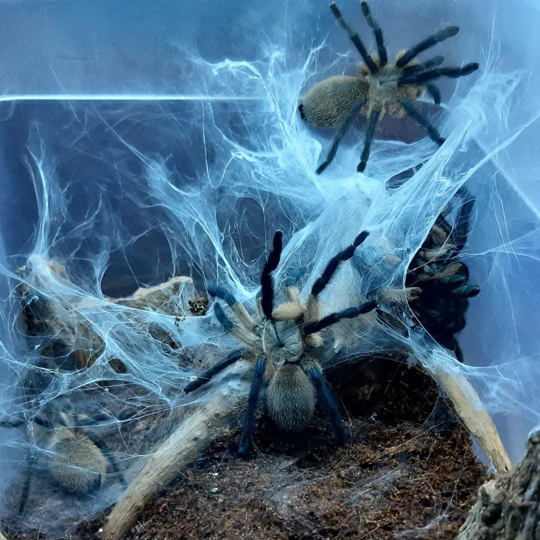 Monocentropus balfouri  Blauwe Baviaanvogelspin vogelspinnen, Dieren en Toebehoren, Insecten en Spinnen, Spin of Schorpioen