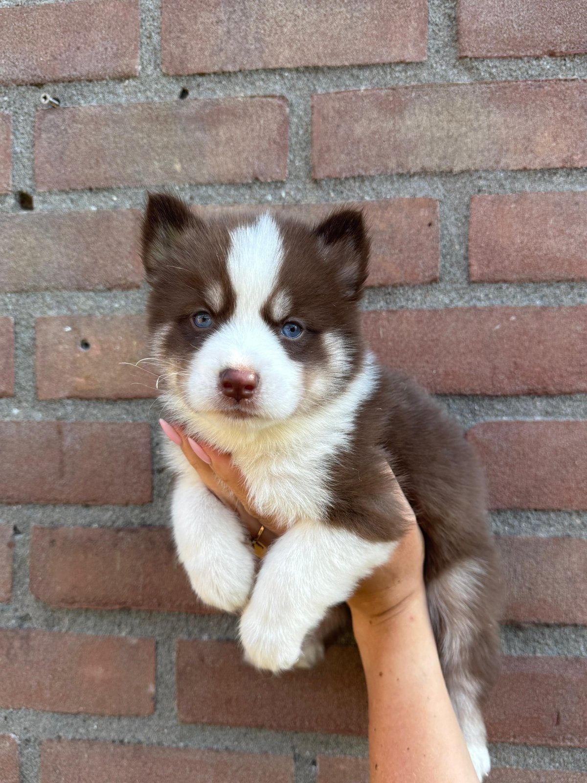 Lieve, schattige Pomsky pups te reseveren, Overige rassen, 8 tot 15 weken, Parvo, Meerdere