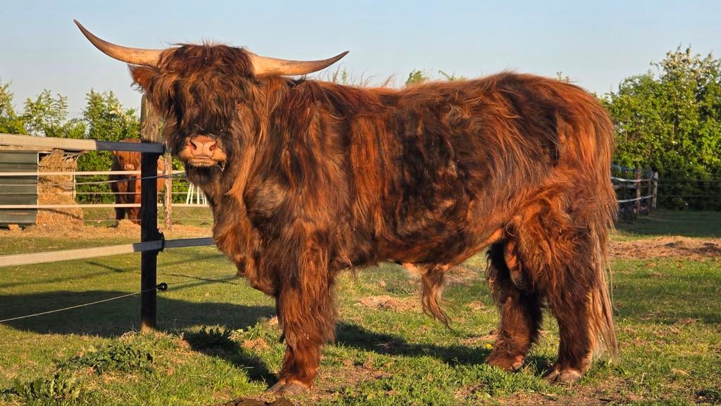 Mini/midi Schotse Hooglander stier Ion (Ionngadh), Dieren en Toebehoren, Runderen, Mannelijk, 3 tot 6 jaar