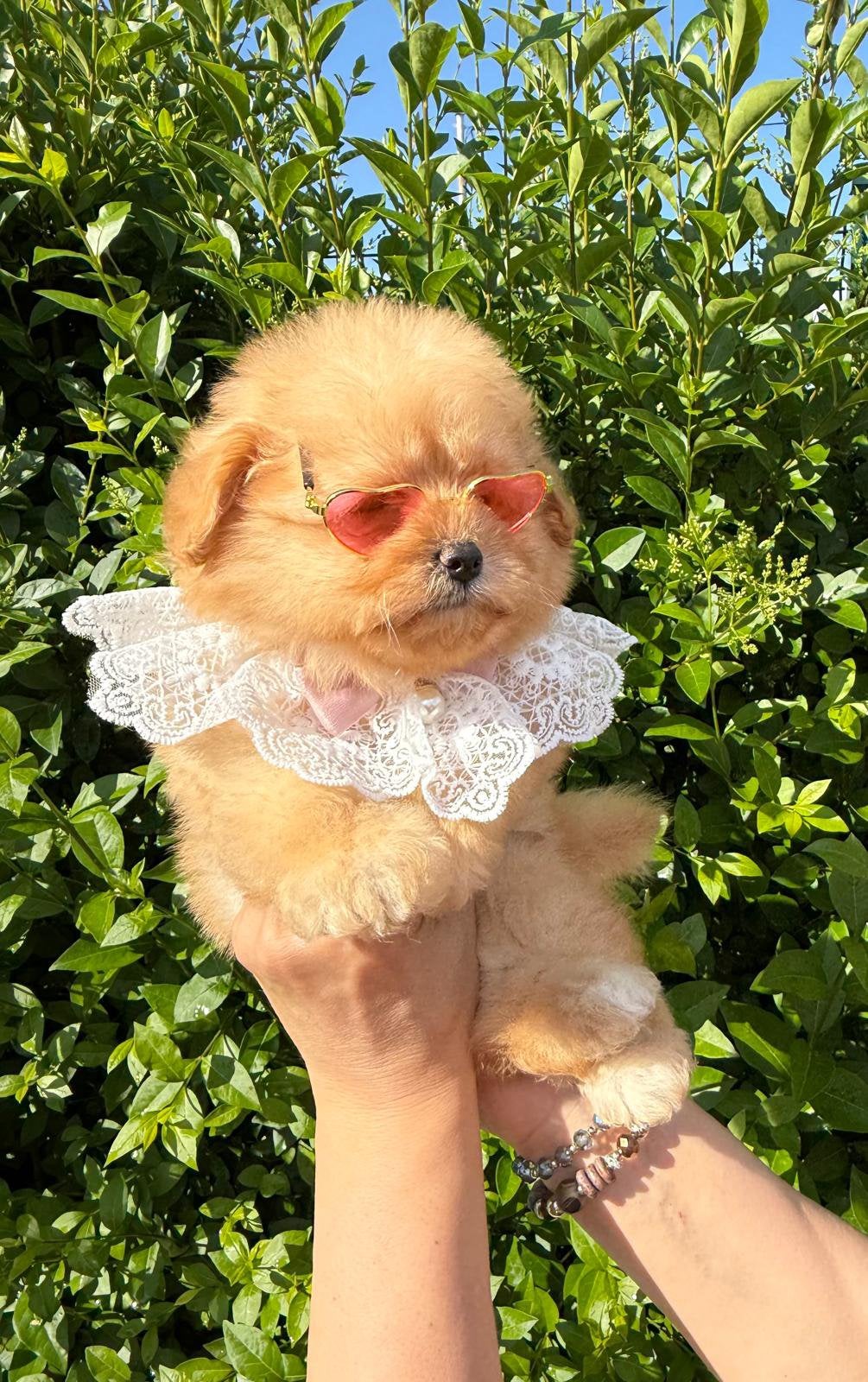 Pomapoo pups - Pomeranian x Poedel mix, Dieren en Toebehoren, Honden | Chihuahua's en Gezelschapshonden, Poedel, 8 tot 15 weken