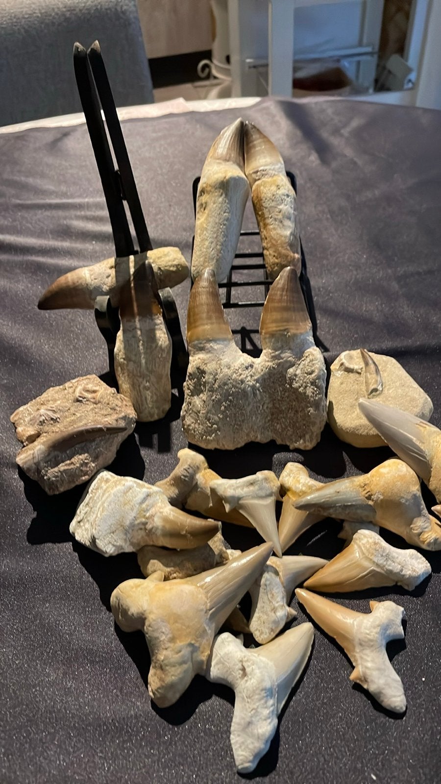 Diverse collectie fossielen en mineralen, Ophalen, Fossiel