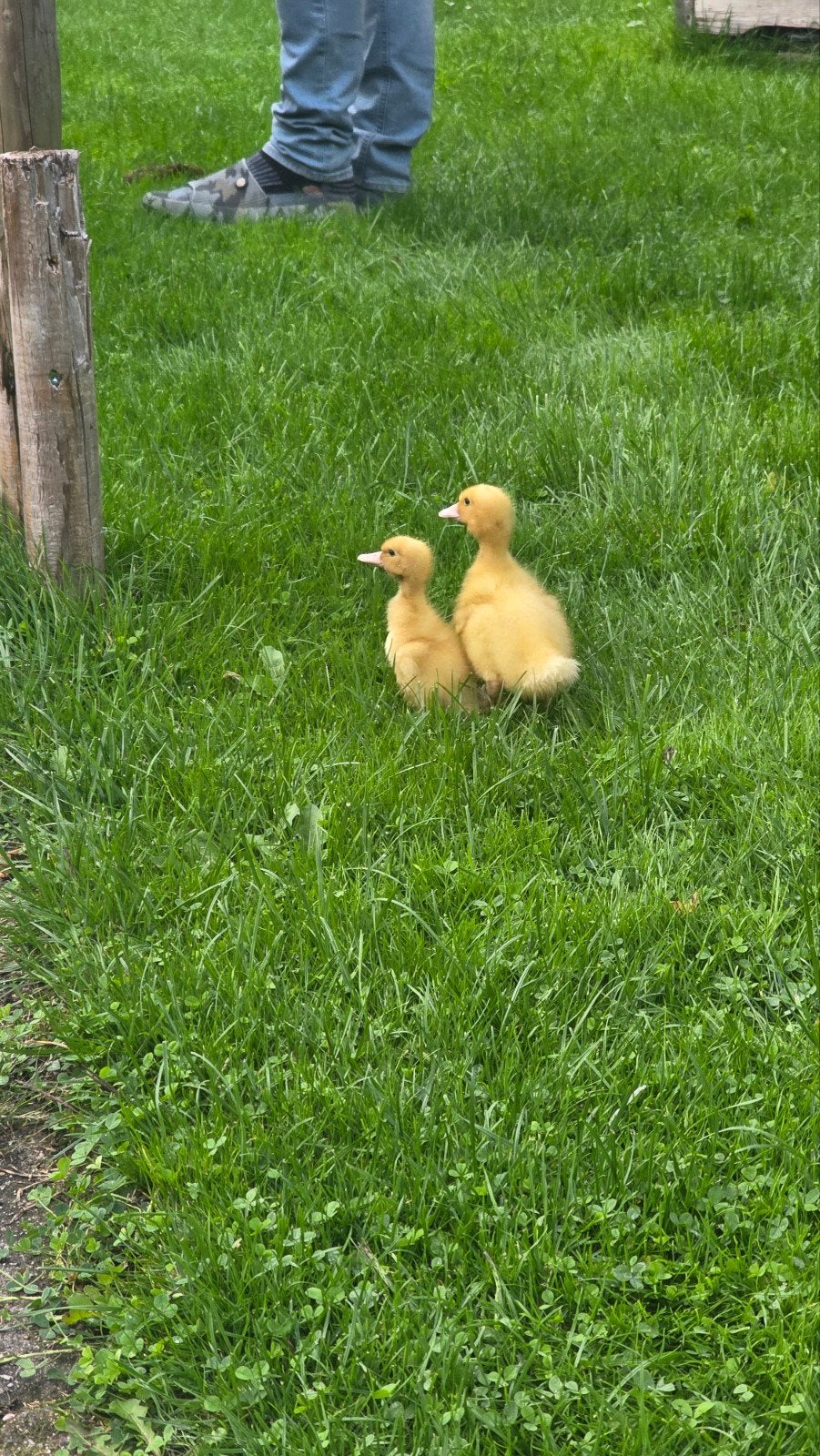 Twee baby eendjes, Dieren en Toebehoren, Pluimvee, Meerdere dieren, Eend