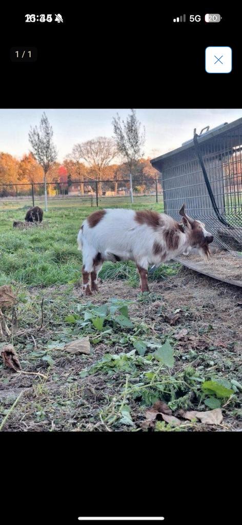 Dwerg geiten bok, Dieren en Toebehoren, Mannelijk, Geit