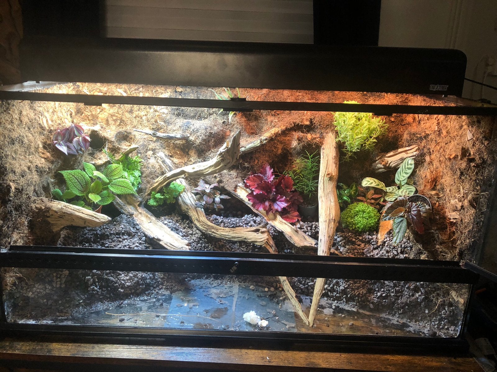 Exo terra Terrarium met gifkikkers -garnalen, Ophalen of Verzenden, Zo goed als nieuw