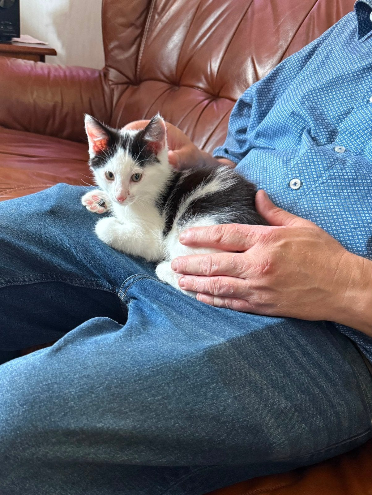 Te koop kittens, Kater, Kortharig, 0 tot 2 jaar