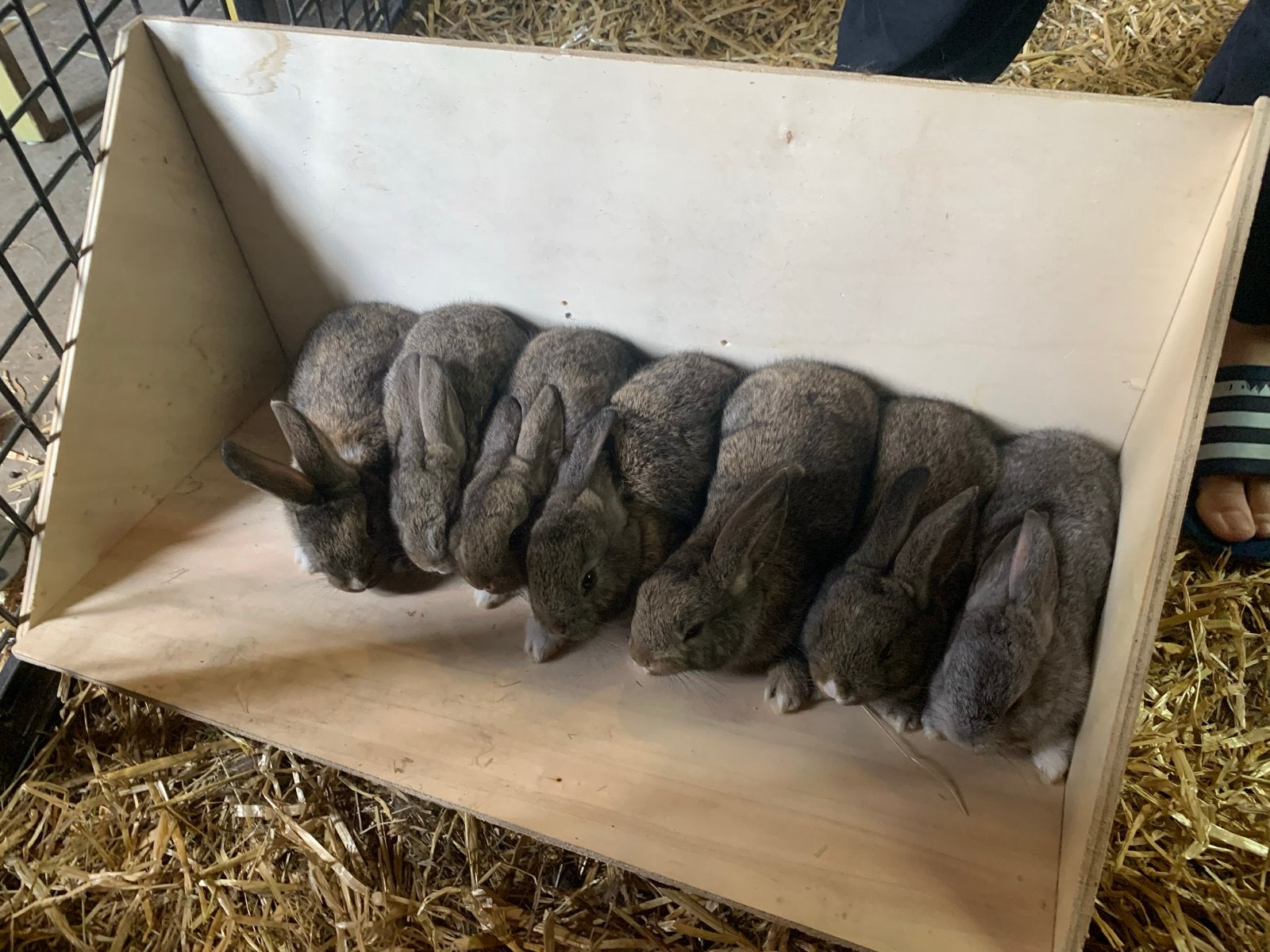 Babykonijntjes, Dieren en Toebehoren, Knaagdieren, April, Meerdere dieren, Overige typen, Tam