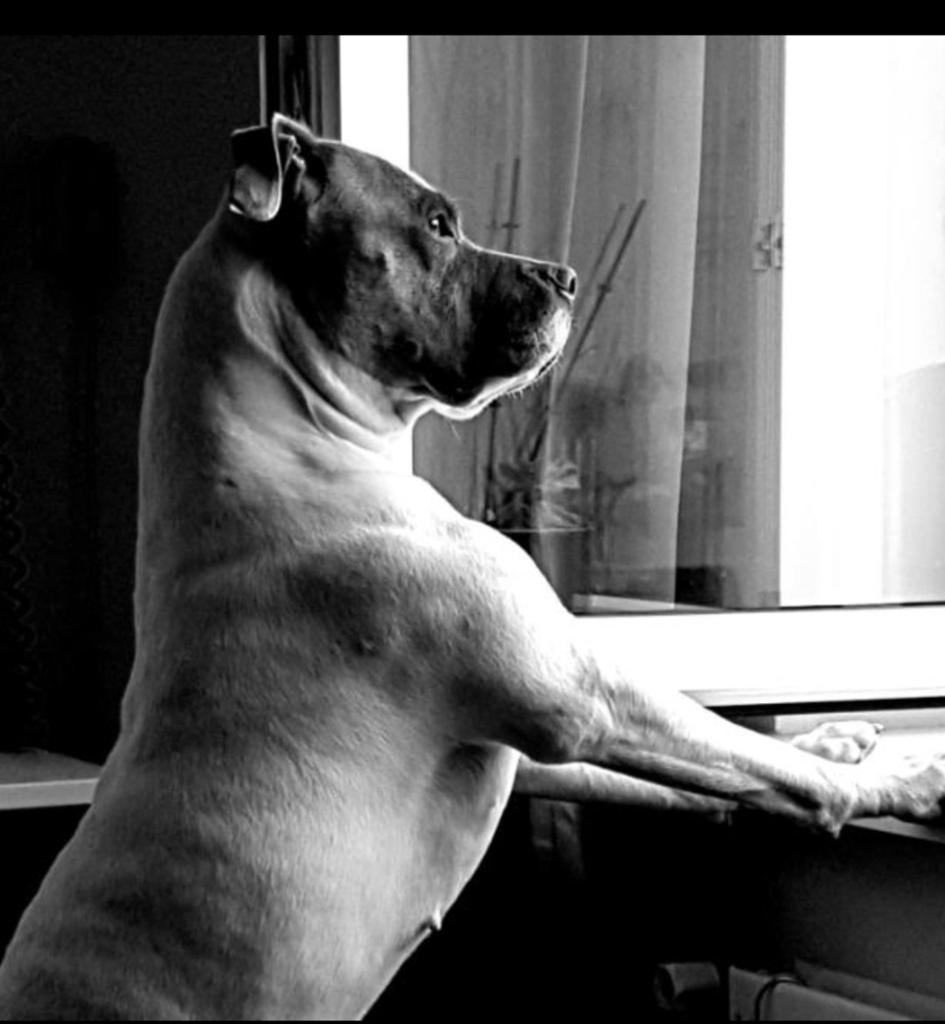 Opzoek naar nieuw huisje, 6 jaar of ouder, Teef, Bulldog, Eén hond