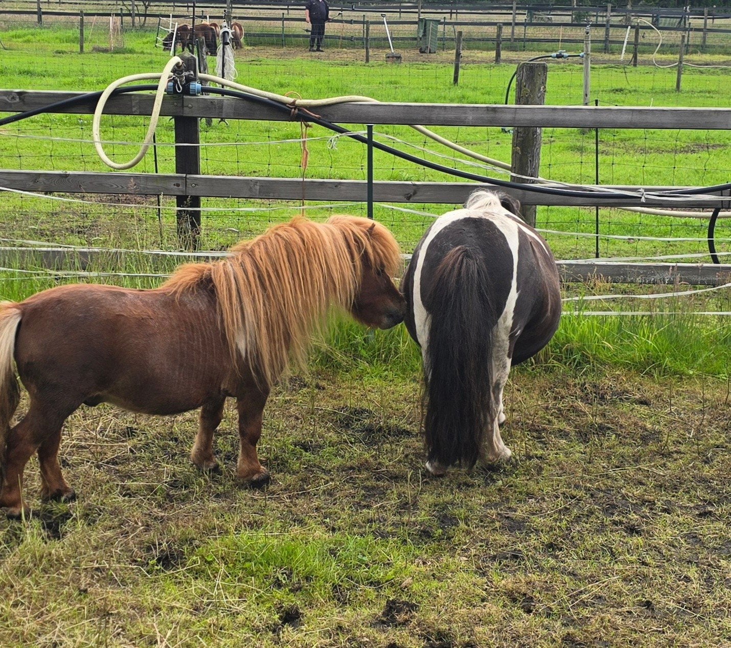 Dekhengst 63 cm mini shetlander bont mini pony, Dieren en Toebehoren, Hengst, A pony (tot 1.17m), Gechipt, 3 tot 6 jaar