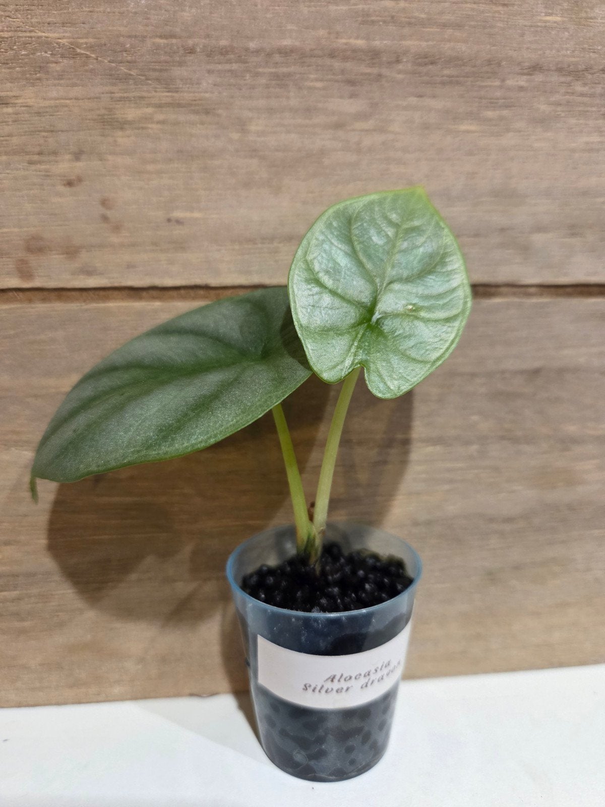 Alocasia Silver Dragon - Prachtige kamerplant, Overige soorten, Vaste plant, Ophalen of Verzenden, Bloeit niet