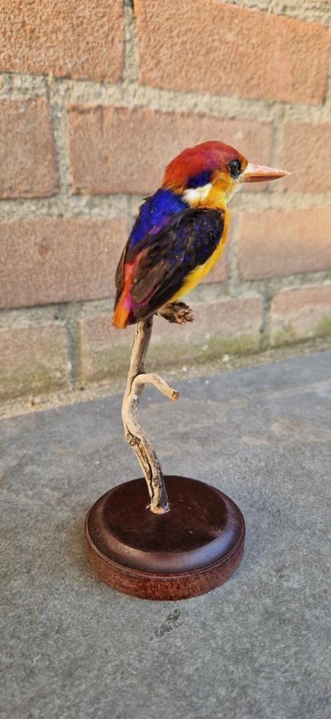 IJsvogel opgezet, Ophalen of Verzenden, Zo goed als nieuw, Opgezet dier