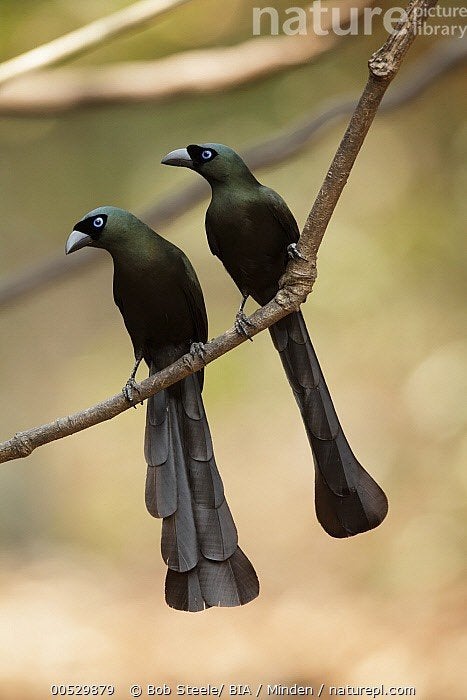 koppel zwarte eksters, Meerdere dieren, Geringd