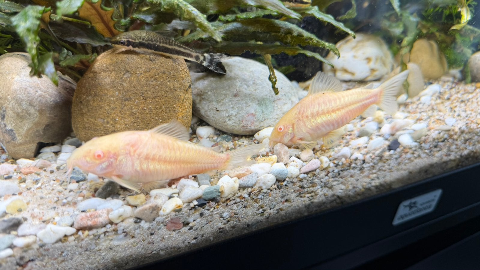 Albino Corydoras – Gezonde & Actieve Bodemvissers, Dieren en Toebehoren, Vis, Zoetwatervis
