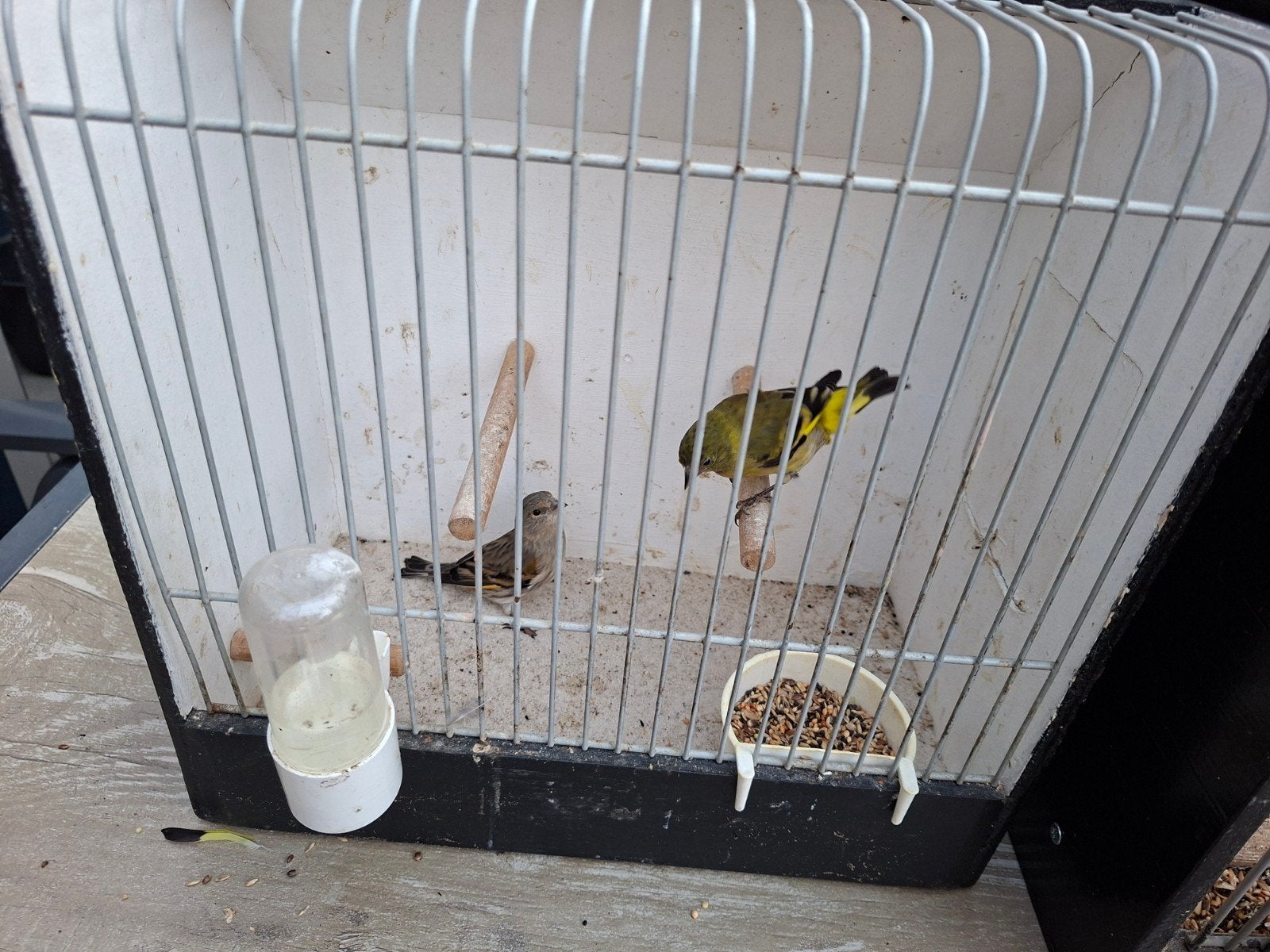 Europese sijzen, Meerdere dieren, Bastaard