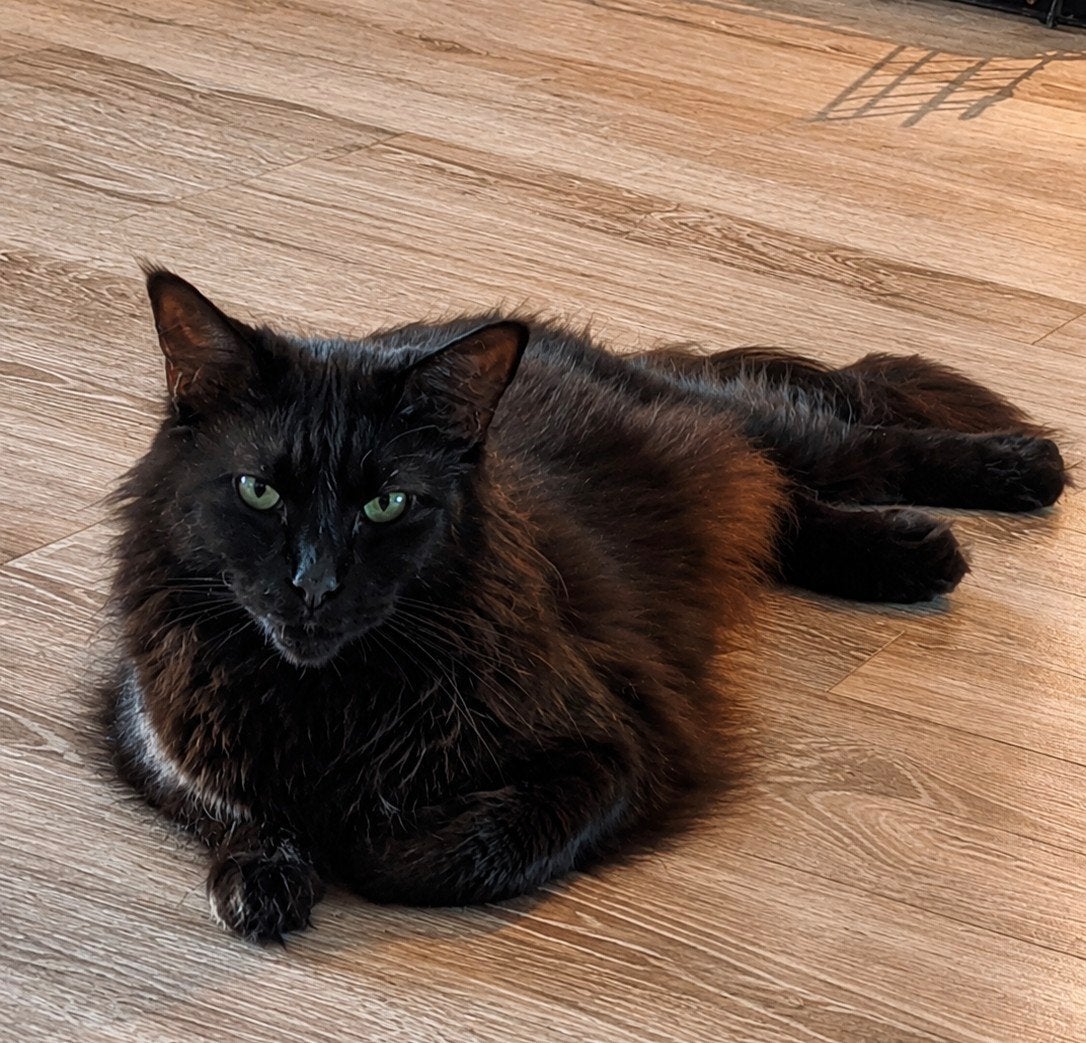 Volwassen Maine Coon poes, Dieren en Toebehoren, Poes