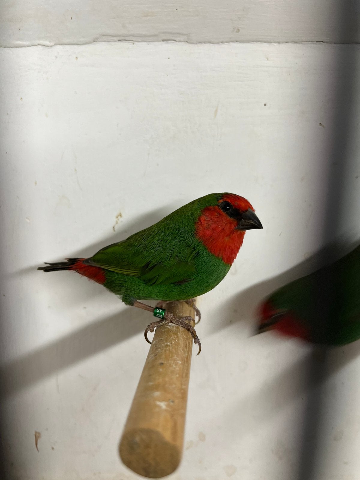 Roodkoppapegaaiamadines, Dieren en Toebehoren, Vogels | Overige Vogels, Meerdere dieren