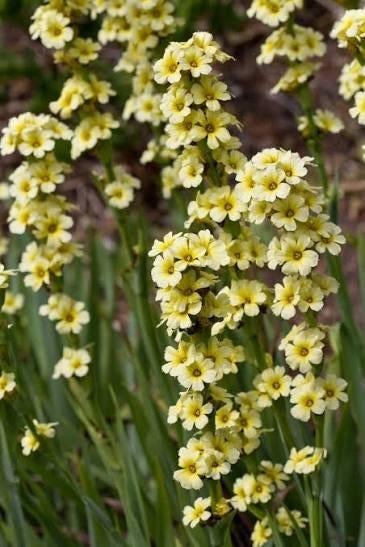 Sisyrinchium striatum - Bieslelie, Volle zon, Vaste plant, Zomer, Ophalen