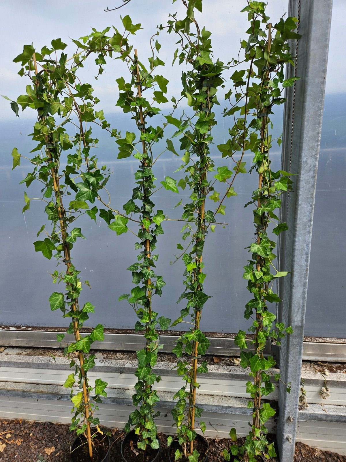 Hedera hibernica ierse klimop 180-225 cm 3 a 4 ranken, Tuin en Terras, Planten | Tuinplanten, Ophalen of Verzenden, Bloeit niet