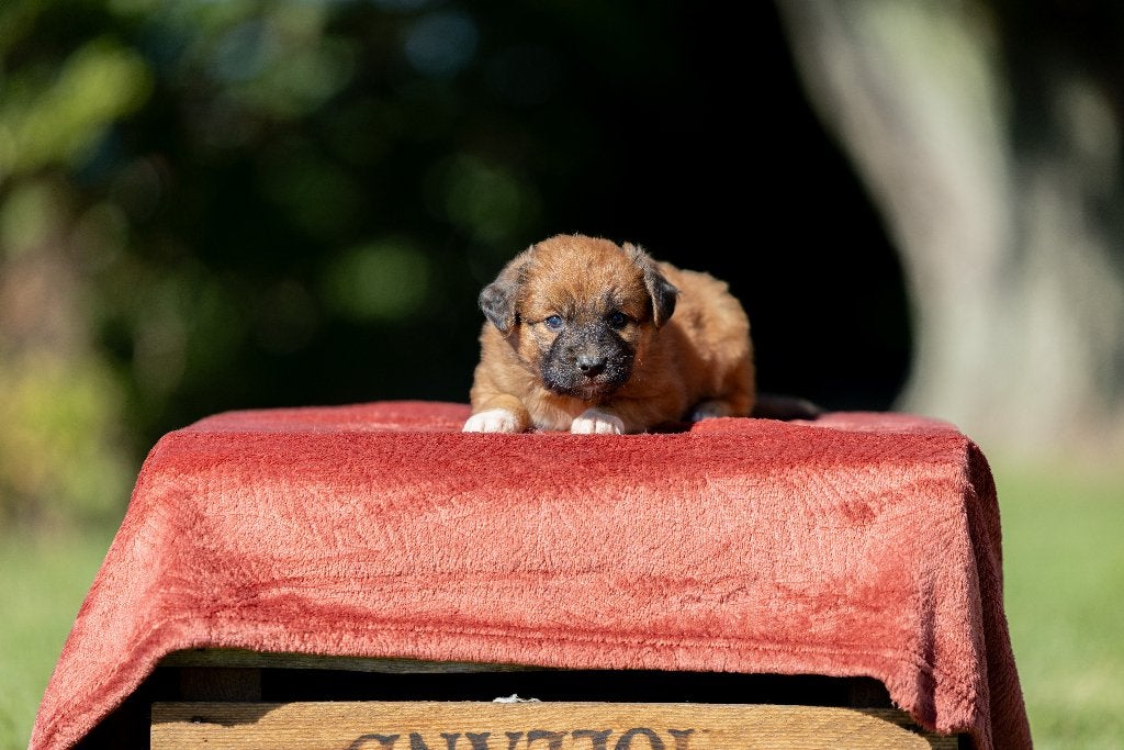 Gesocialiseerde Toller pups!, CDV (hondenziekte), 8 tot 15 weken, Meerdere, Nederland