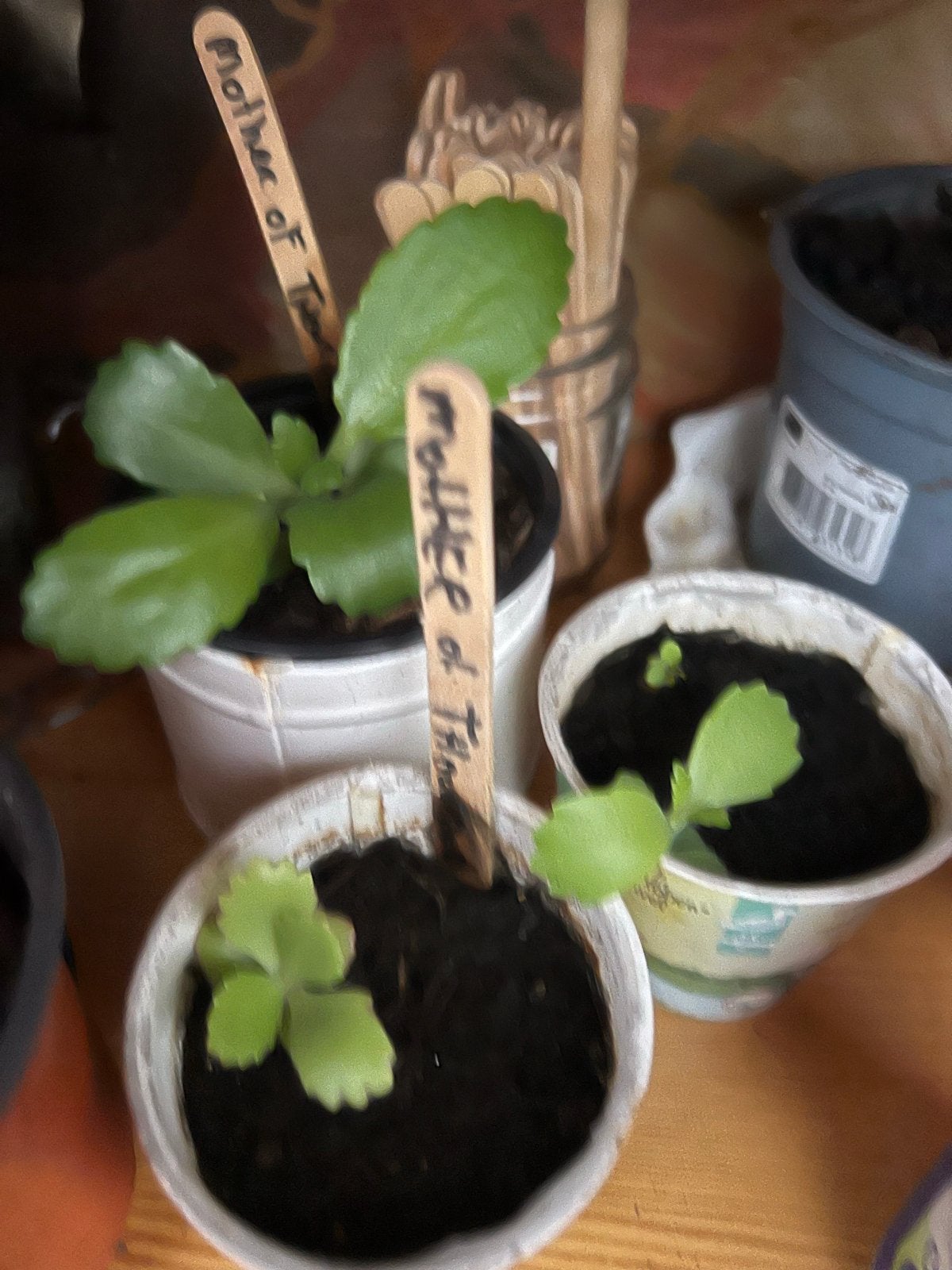 Gratis Mother of Thousands stekjes (Kalanchoe daigremontiana, Overige soorten, Volle zon, Vaste plant, Ophalen of Verzenden
