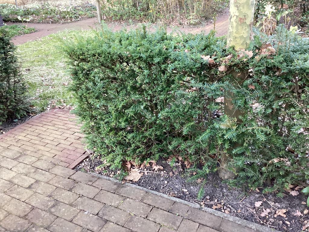 Taxus hagen in totaal ongeveer 24 meter, Ophalen of Verzenden, Taxus