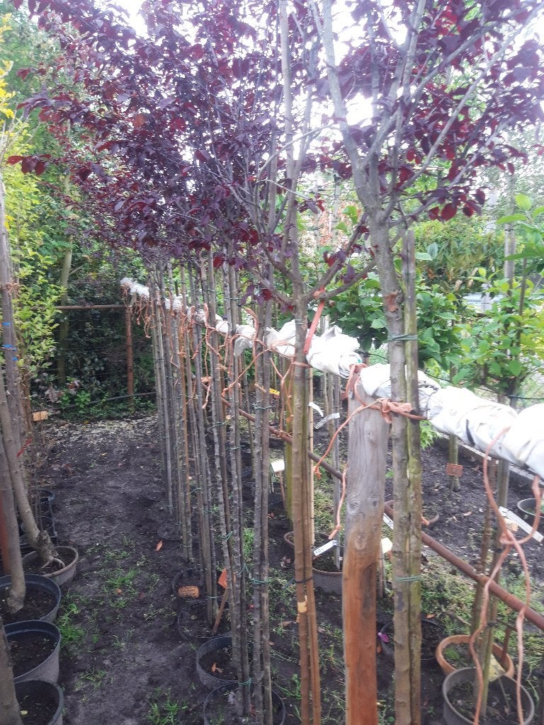 Prunus cerasifera Nigra op stam 150 /180 cm in pot, Lente, 100 tot 250 cm, Ophalen, Volle zon