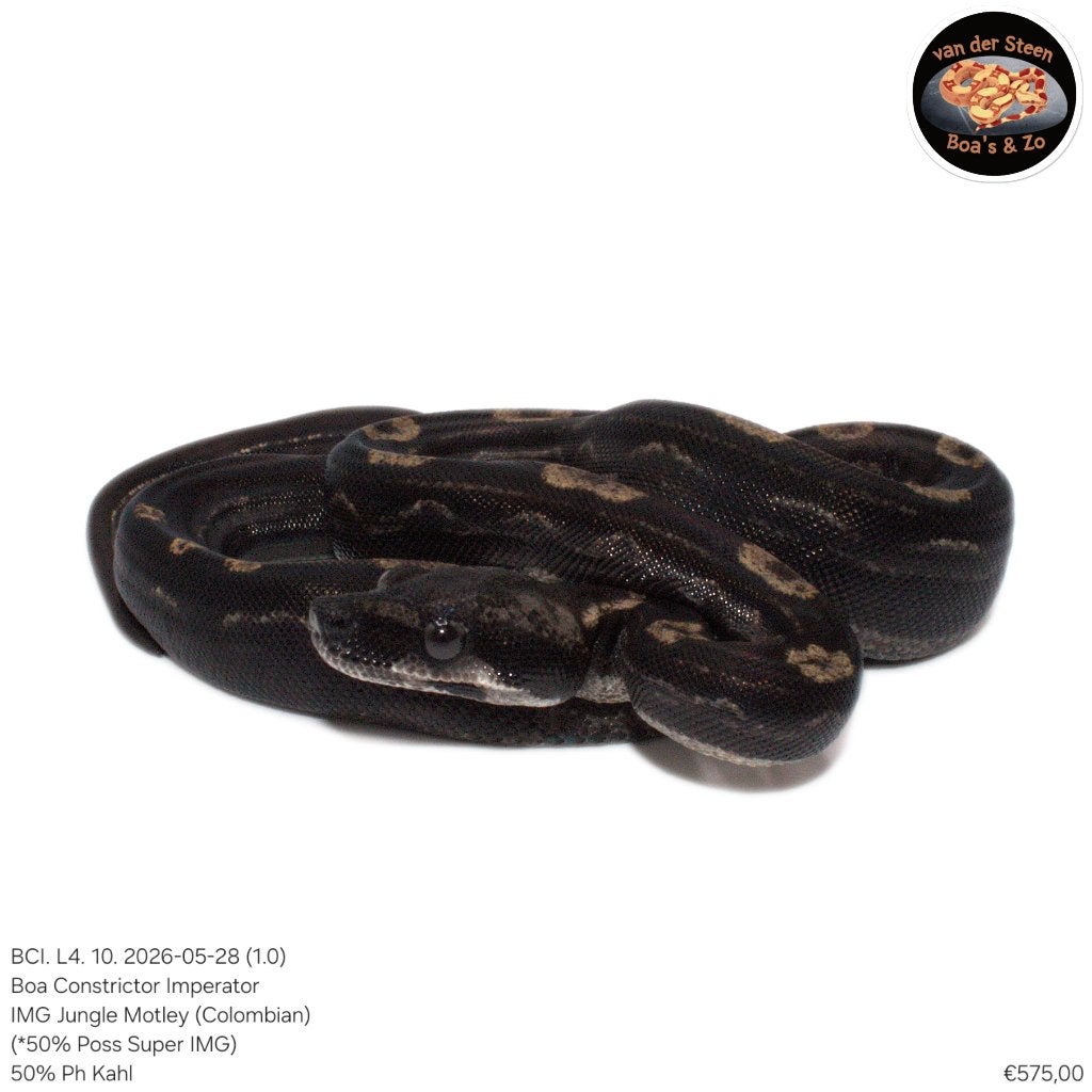 Boa Constrictor Imperator Litter 04 2026 Boa Constrictor photo 9