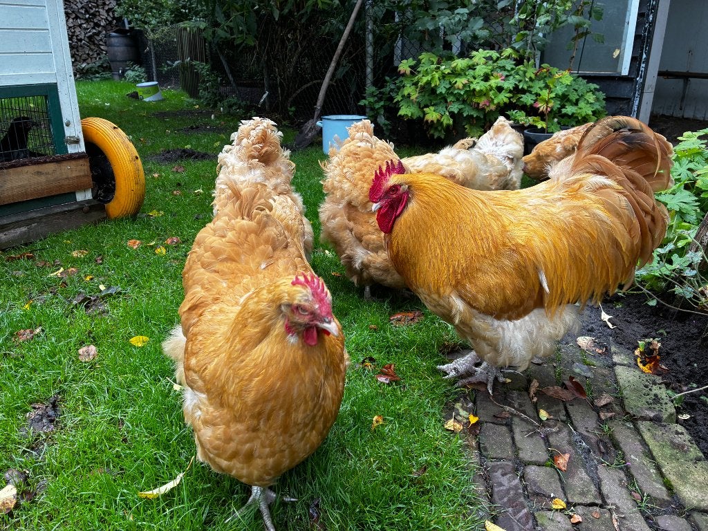 Orpington buff koppel, 5 hennen en 1 haan., Meerdere dieren, Kip