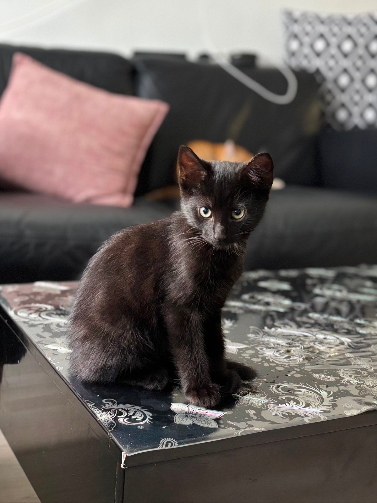 Kittens, Meerdere dieren