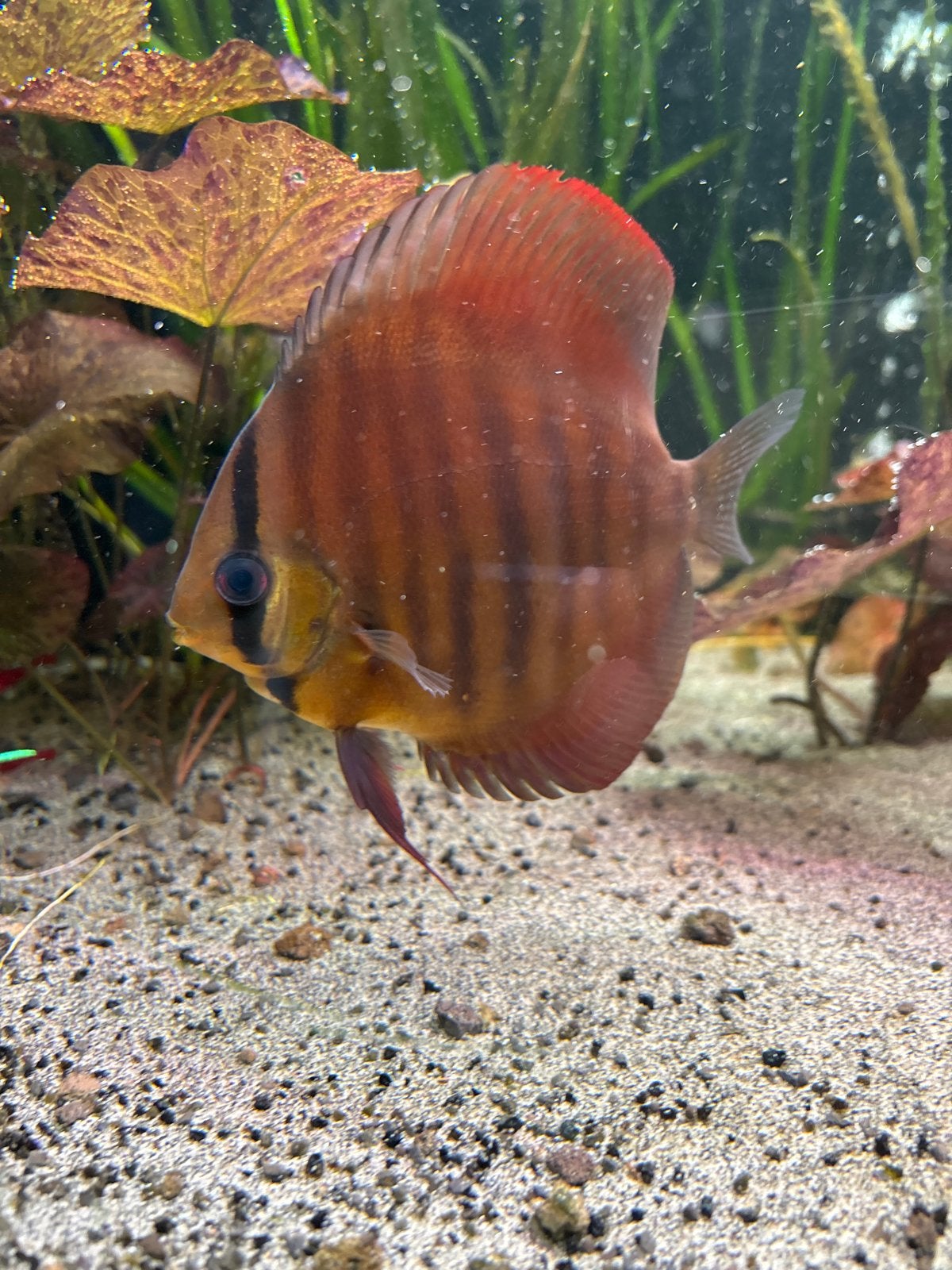 Discus vis red gold brown