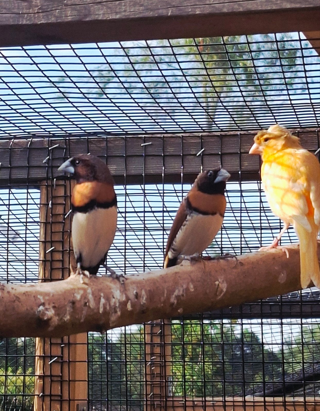 Koppel bruinborstrietvinken, Meerdere dieren