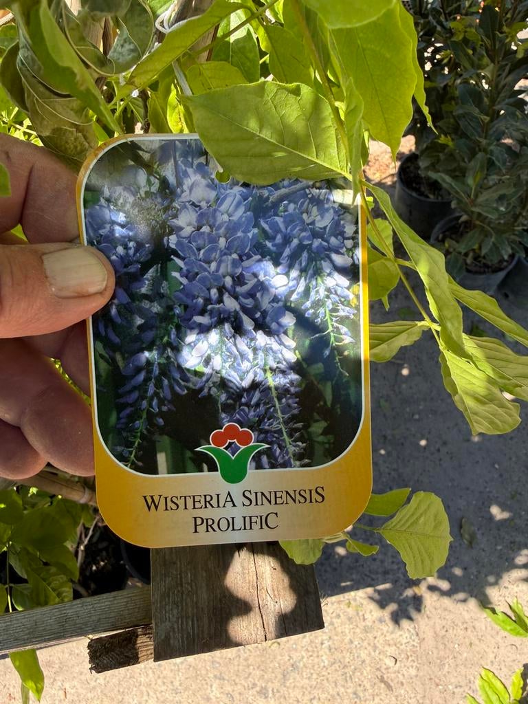 Westiria of blauw regen italiaanse im port populaire soorten, Tuin en Terras, Planten | Tuinplanten, Ophalen, Volle zon, Vaste plant