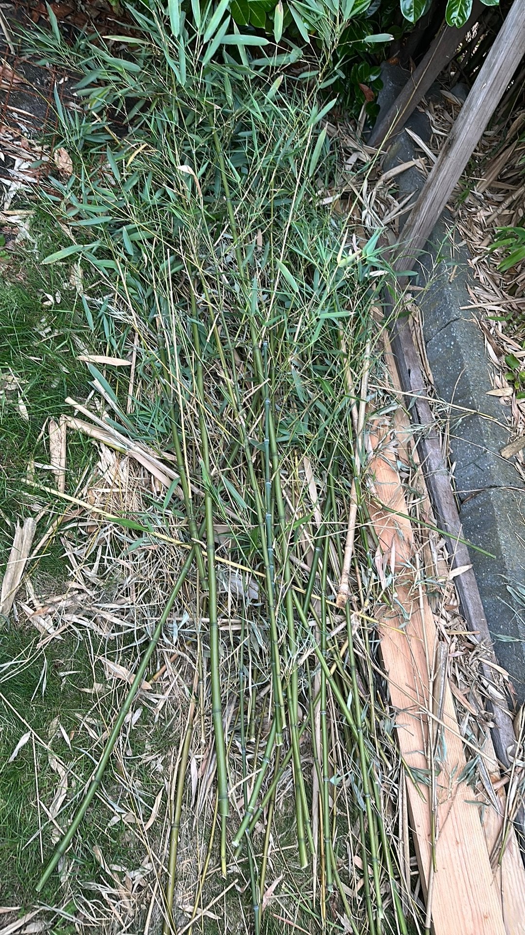 Bamboo taken, Ophalen, Overige soorten, Volle zon