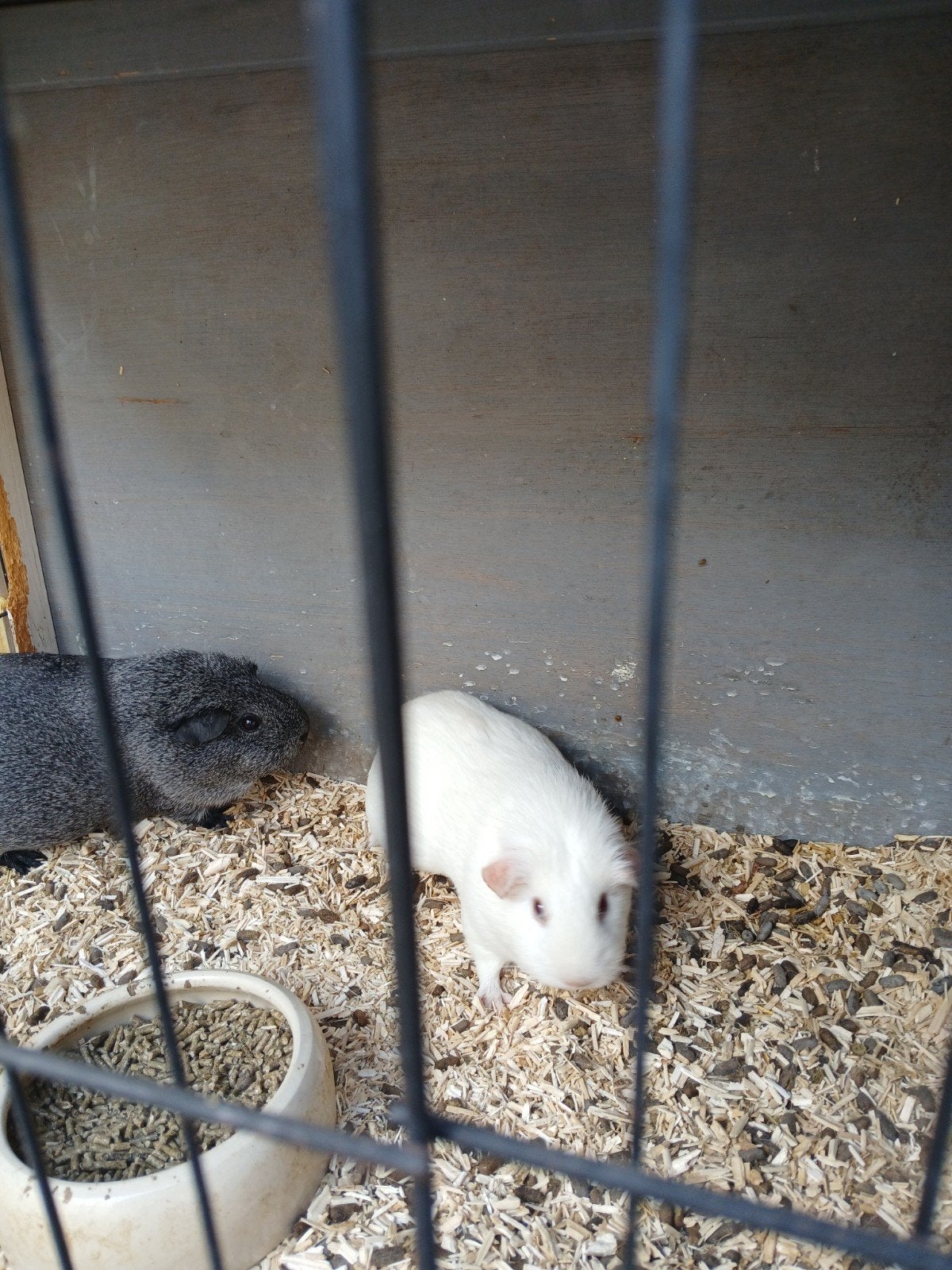 Cavias goed huisje gezocht, Dieren en Toebehoren, Knaagdieren, Cavia, Juli, Meerdere dieren, Tam