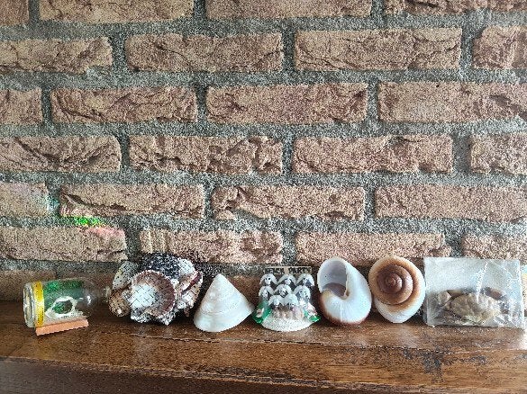 (83) Doos met diverse schelpen Filipijnen, Verzamelen, Verzenden, Schelp(en)
